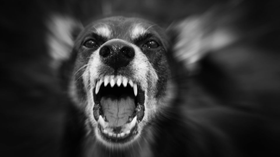 Sahipsiz hayvanlarca ısırılan bölge sabunlu suyla yıkanmalı