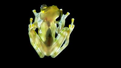 Cam kurbağalar, pıhtı atmasına çözüm olabilir mi?