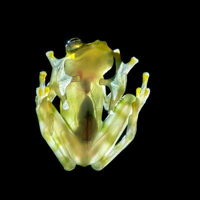 Cam kurbağalar, pıhtı atmasına çözüm olabilir mi?