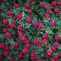 Yılbaşı çiçeği kokinanın özelliği ve anlamı nedir?