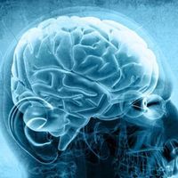 Beynimizin yüzde 10'unu mu kullanıyoruz yoksa bu bir efsane mi?