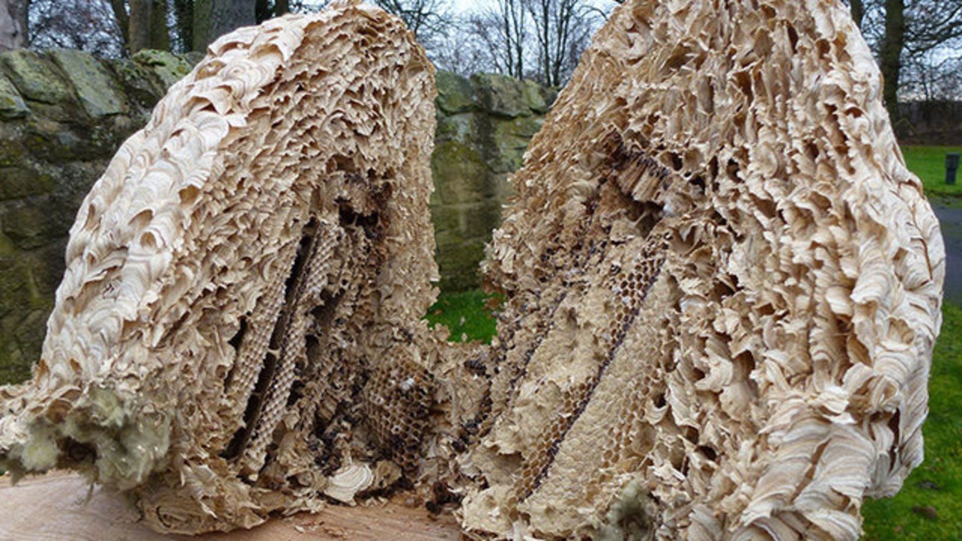 Улей колода. Каменный улей. Соломенный улей. Каменный улей. Каменный улей.