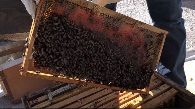 Arı ürünleri tesislerine 1 milyona kadar hibe