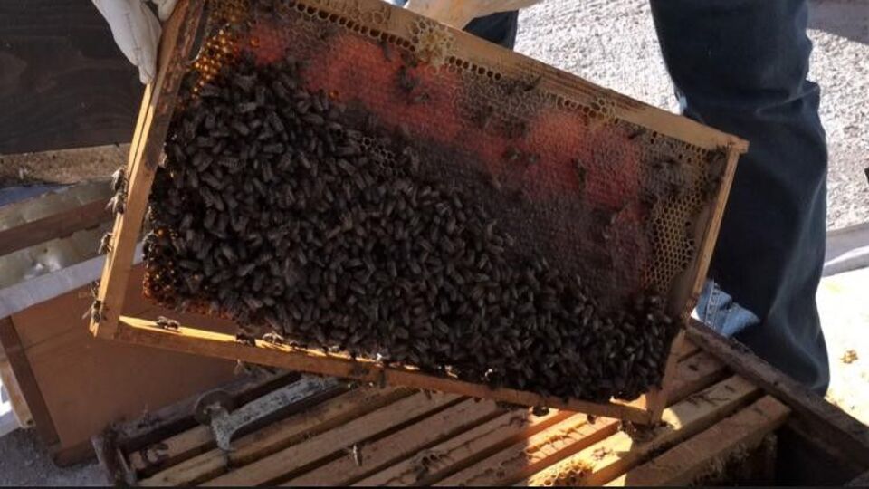 Arı ürünleri tesislerine 1 milyona kadar hibe