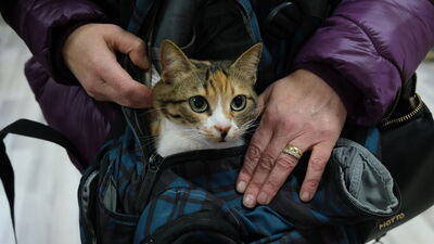 Hayvanlara çip süresi uzayacak mı?