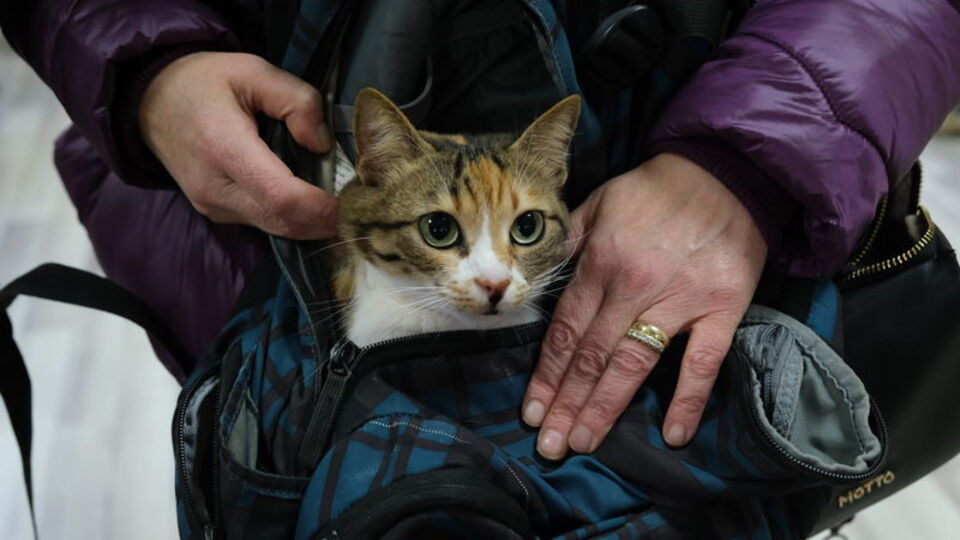 Hayvanlara çip süresi uzayacak mı?