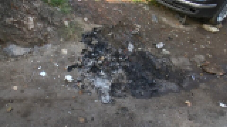 Tam bir kâbus! İstanbul'da köpeği yakarak öldürdüler