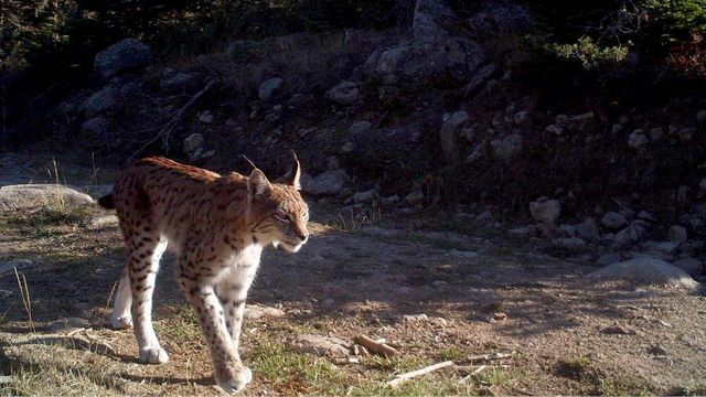 Anadolu'daki yaban hayatı fotokapanlara yansıdı