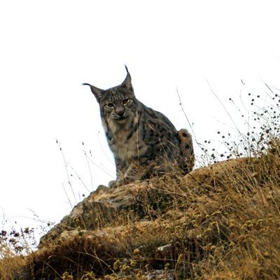 15 yıl izini sürdü... Doğal ortamında görüntüledi