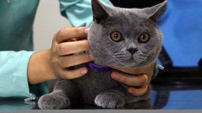 20 soruda hayvanlara çip!