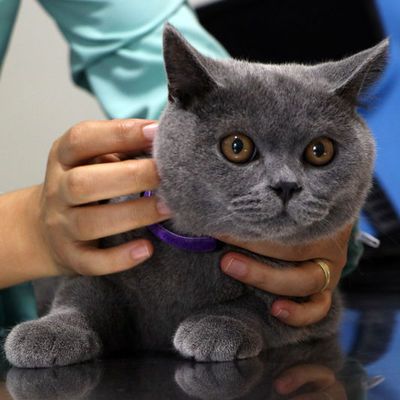 20 soruda hayvanlara çip!