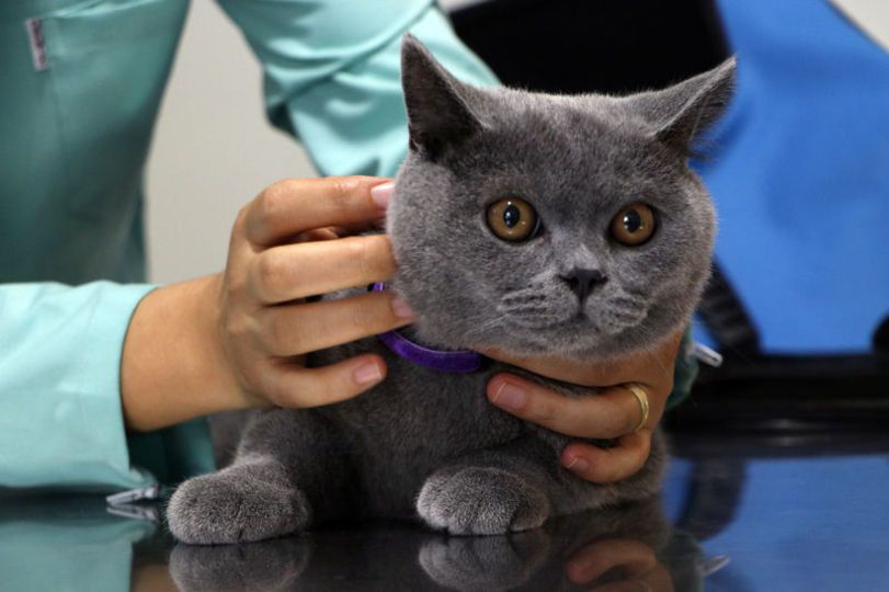 20 soruda hayvanlara çip!