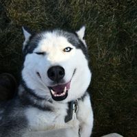 Sibirya kurtlarının eşsiz gözlerinin sırrı!