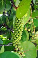 Ege’den gelen şifa! Ödem atıyor, kalbi güçlendiriyor