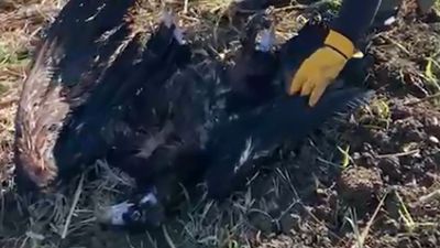 İstanbul'da uydu vericili kara akbaba öldürüldü!