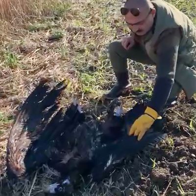 İstanbul'da uydu vericili kara akbaba öldürüldü!