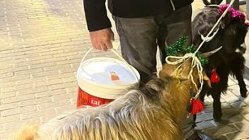 Yılbaşının maskotu oldu