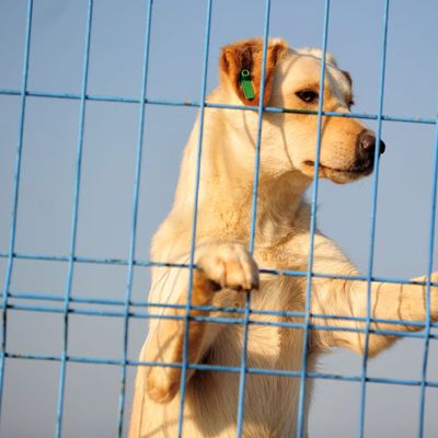 Süre doldu, sokağa terk edilmeler arttı
