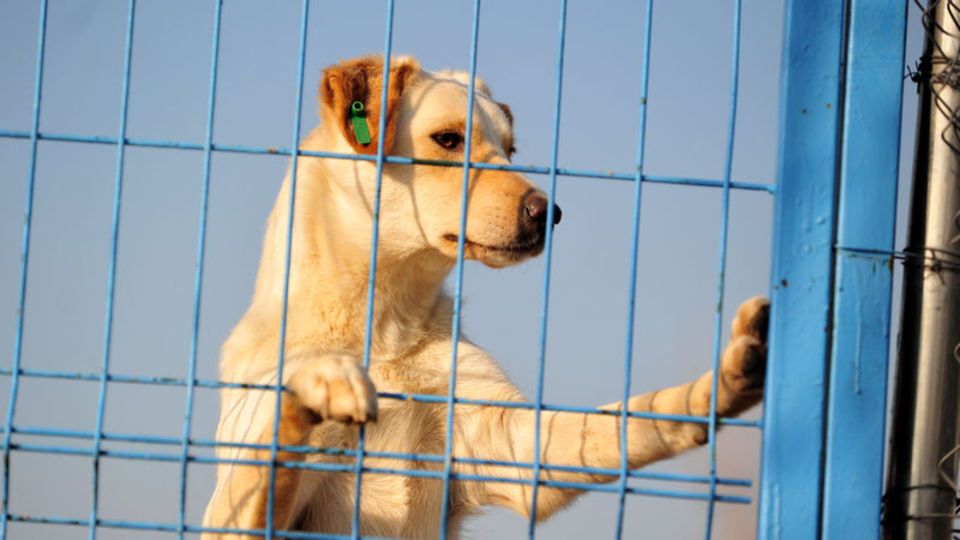 Süre doldu, sokağa terk edilmeler arttı