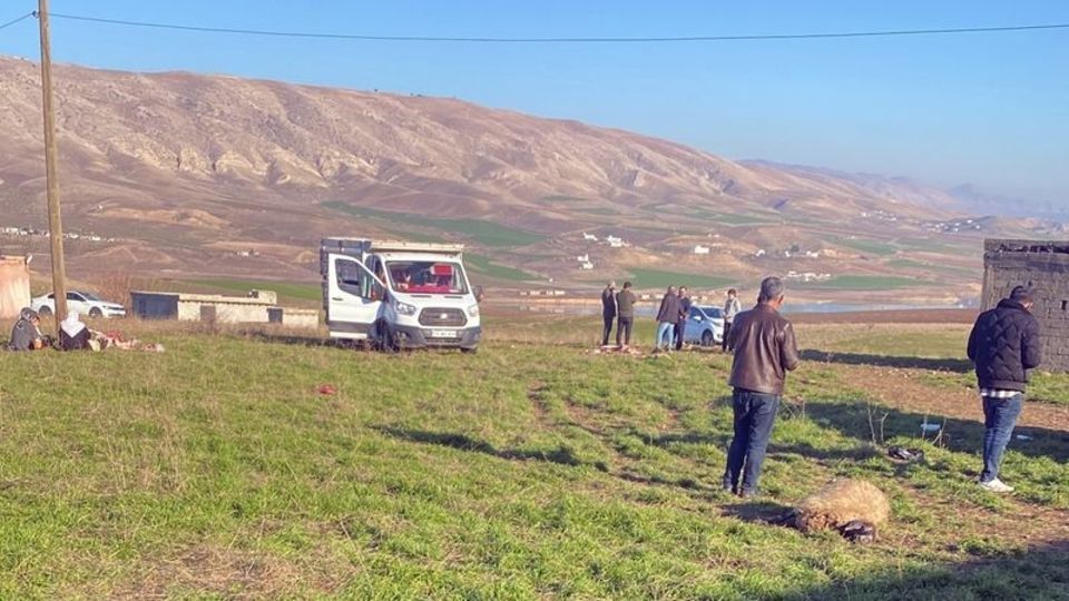 Merada otlatılan 50 küçükbaş öldü