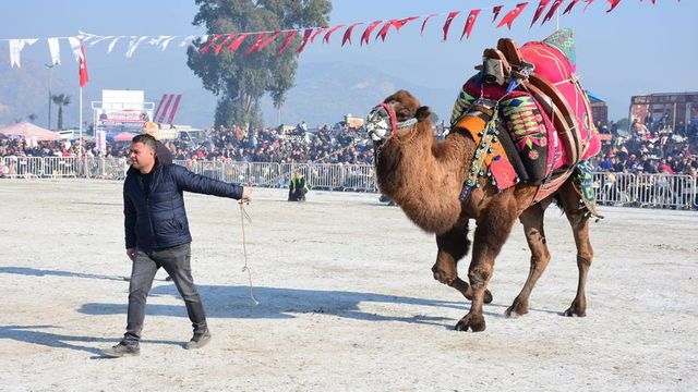 Aydın'da Deve Güreşi Festivali yapıldı