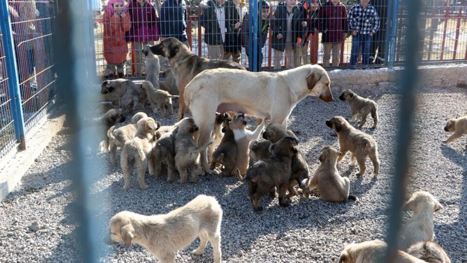 Süslü, Yumak ve Susam 52 yavruya annelik yapıyor