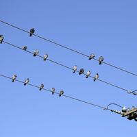 Elektrik tellerinde duran kuşlara neden elektrik çarpmıyor?