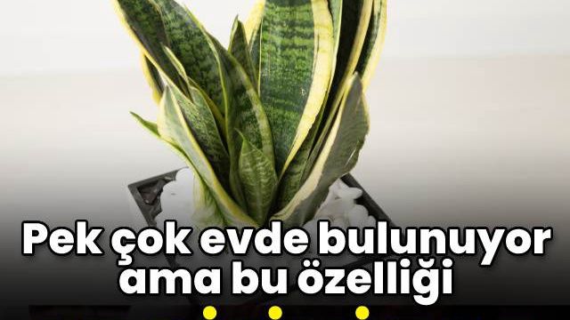 Pek çok evde bulunuyor ama bu özelliği az biliniyor