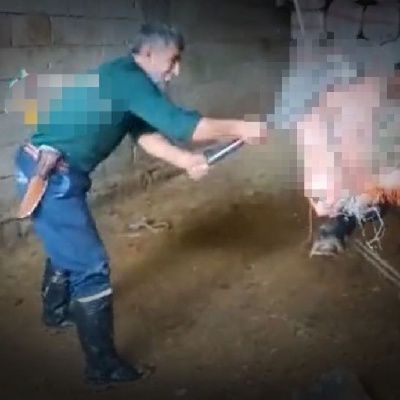 Boğayı balyozla öldüren caniye tahliye