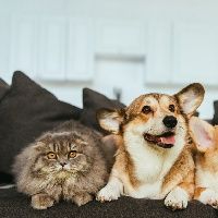 Evcil hayvanların ihtiyaçlarına cüzdan dostu öneriler!