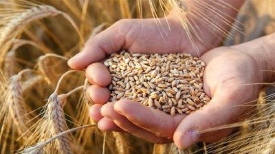 Hububat ihracatı 11.5 milyar dolara ulaştı