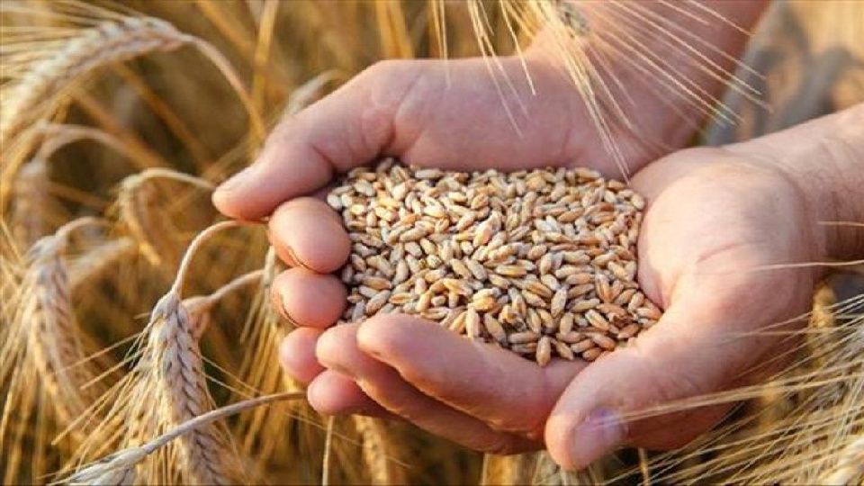 Hububat ihracatı 11.5 milyar dolara ulaştı