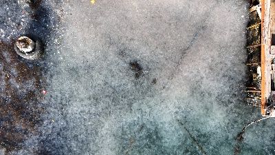 İstanbul'da kaydedildi! Sahili deniz anaları istila etti