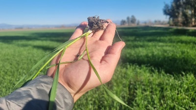 Adana'da çiftçiyi korkutan "yaz sıcağı"