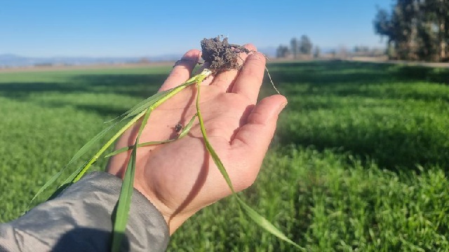 Adana'da çiftçiyi korkutan "yaz sıcağı"