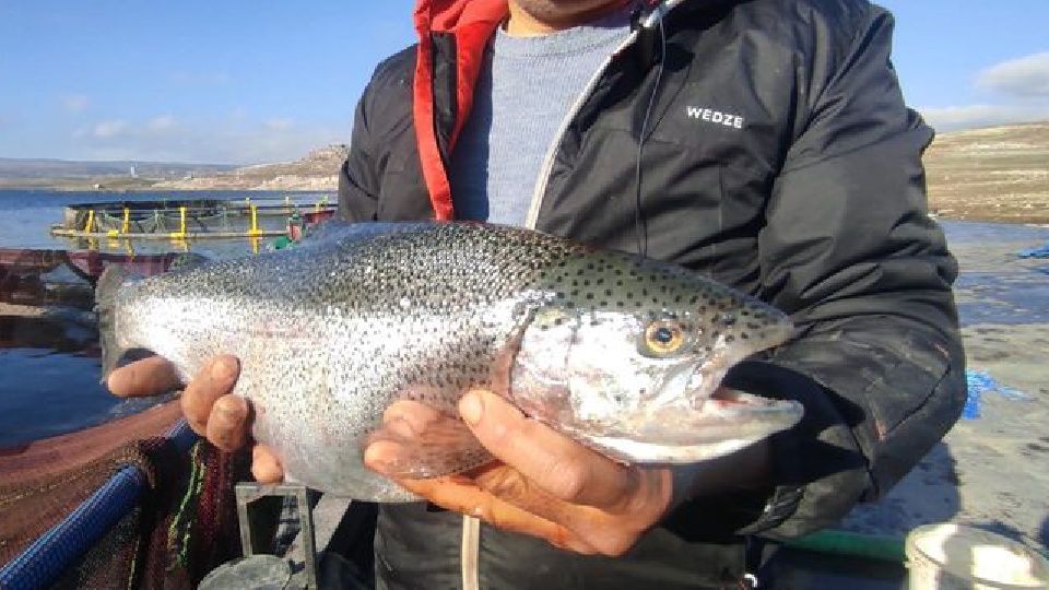 Türk somonu Norveç somonuna rakip