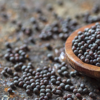 Siyah hardal tohumunu kimler kullanamaz?