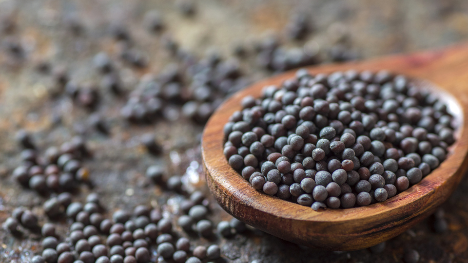 Siyah hardal tohumunu kimler kullanamaz?