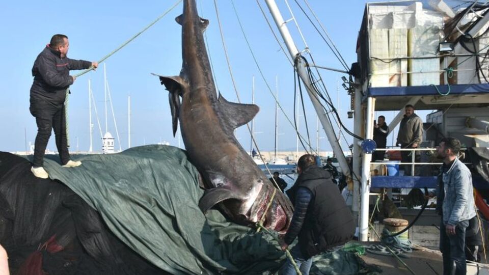 Urla'da yakalandı... 2 ton ağırlığında 10 metre boyunda!