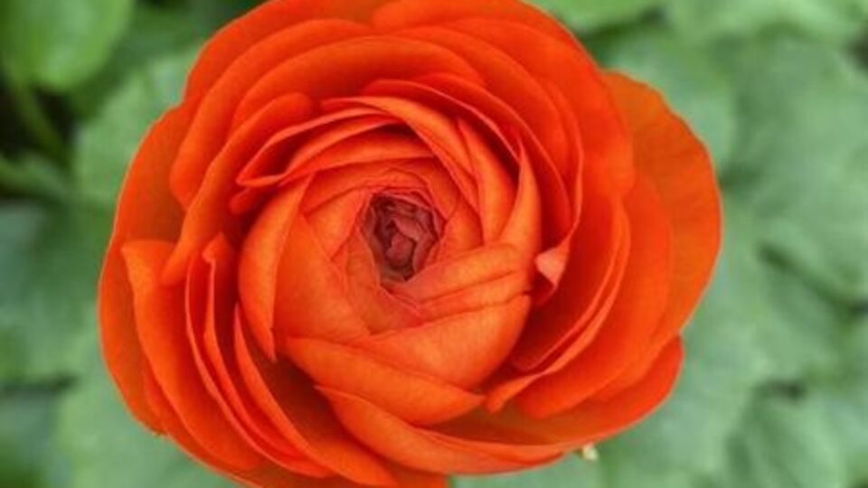 Kimse yetiştirmeye cesaret edemiyor