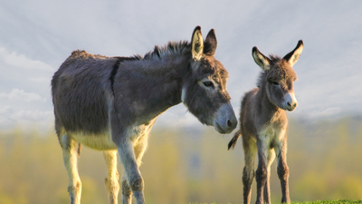 Hem şaşırttı hem de güldürdü.... Otellerde unutuldu!