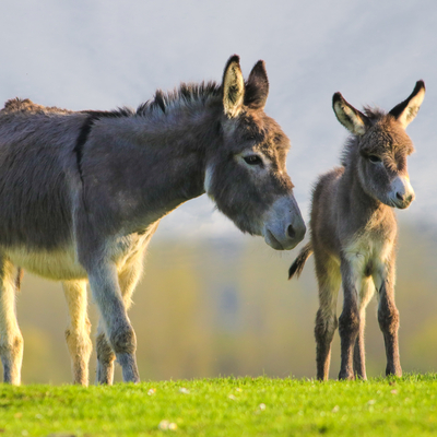 Hem şaşırttı hem de güldürdü.... Otellerde unutuldu!