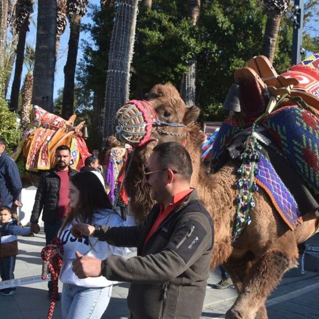 Bodrum sokaklarına develer çıktı, turistler fotoğraf çektirdi