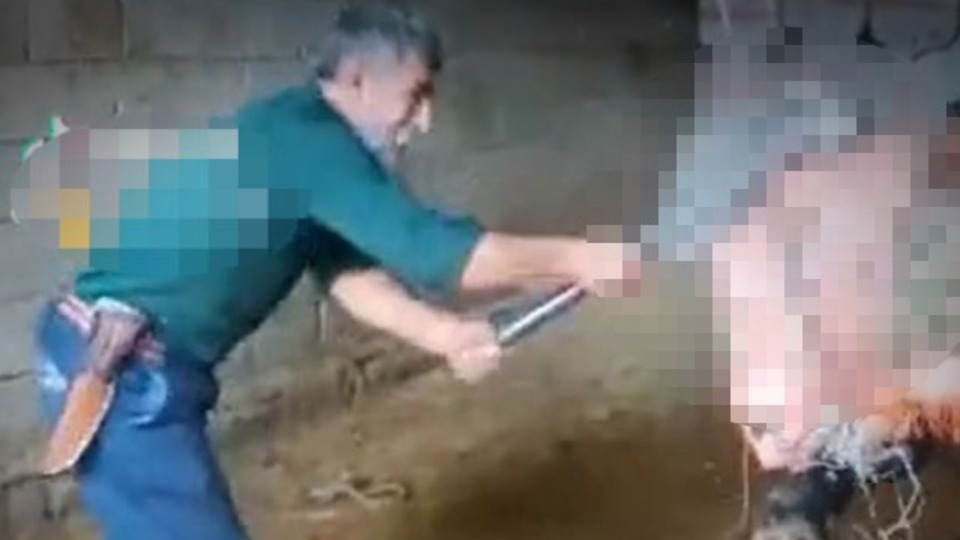 Balyozlu boğa vahşetinde kan donduran ifadeler!