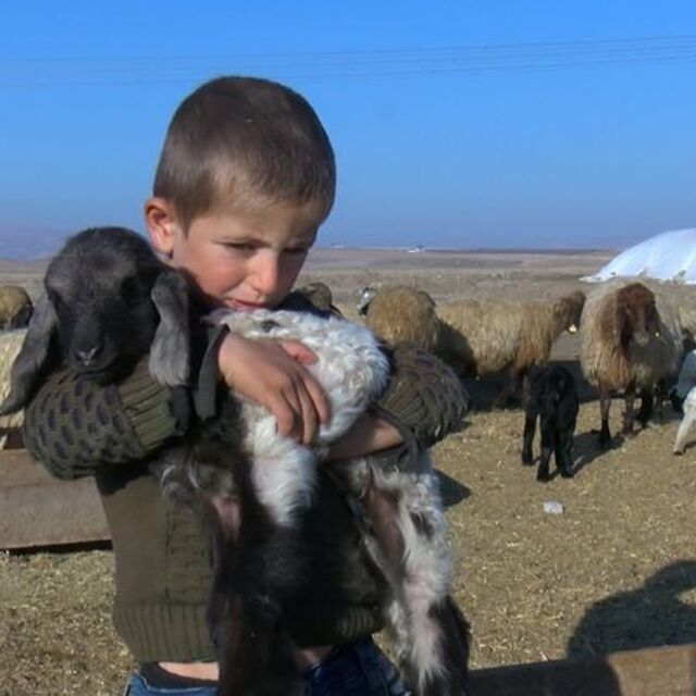 Muş'ta koyun ve keçi doğumları başladı