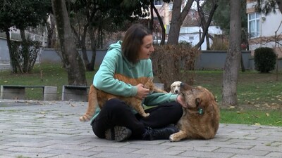 Silahlı saldırgan parktaki köpekleri hedef aldı!