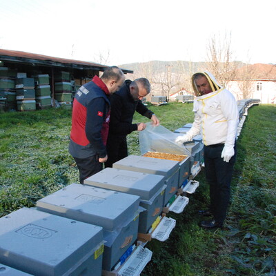 İklim krizi arıları da vurdu! Kış uykusuna geçemediler