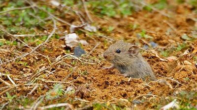 Fare uyarısı: Yakılmalı ya da gömülmeli!