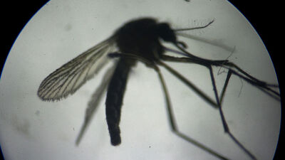 Kurak kış sivrisinekleri de etkiledi! Hastalıklı yeni tür tehlikesi!