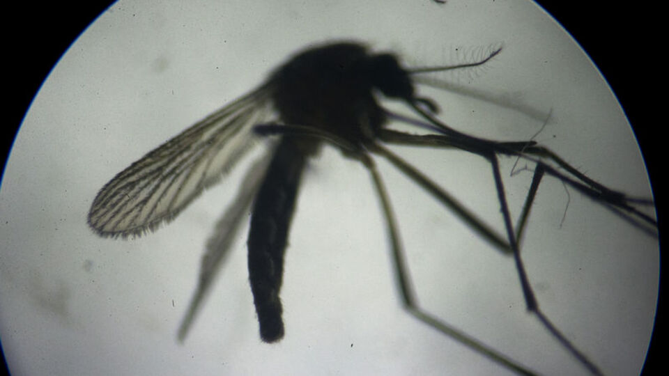 Kurak kış sivrisinekleri de etkiledi! Hastalıklı yeni tür tehlikesi!